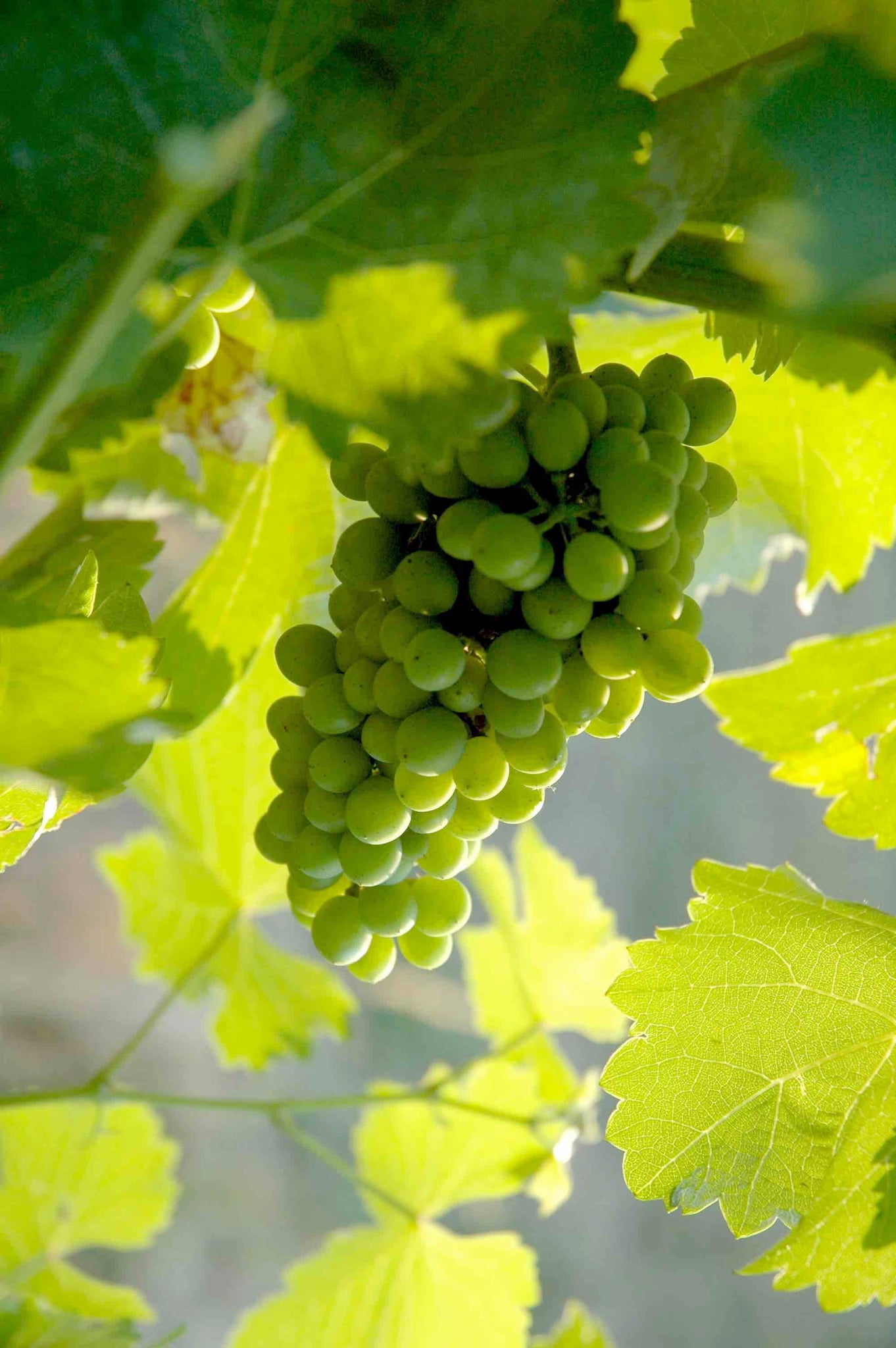 La renaissance d'un savoir-faire viticole datant du Moyen-Âge : le verjus. Notre verjus bio est une alternative locale et sans alcool.